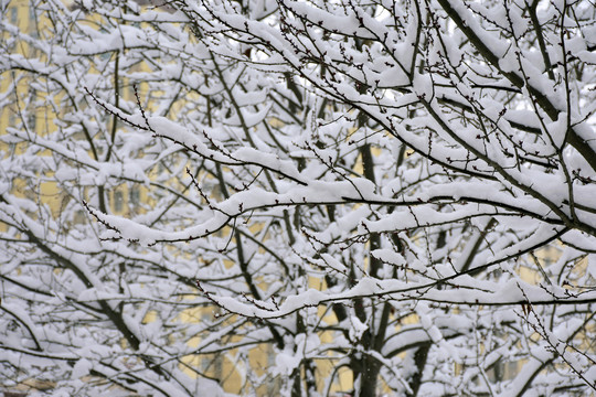 雪景