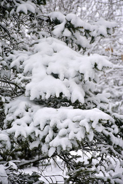 雪景