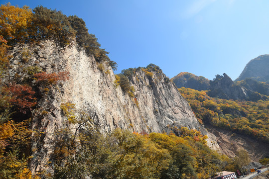 秋季五花山红叶枫叶