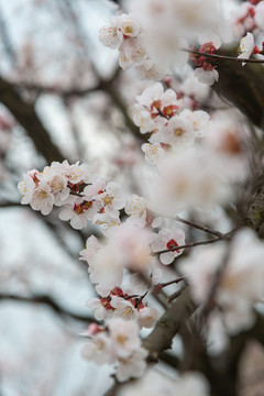 杏花