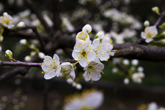 春天的李子花