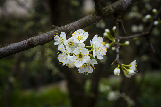 春天的李子花