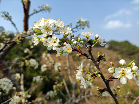 李花