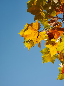 秋天彩色的悬铃木树叶
