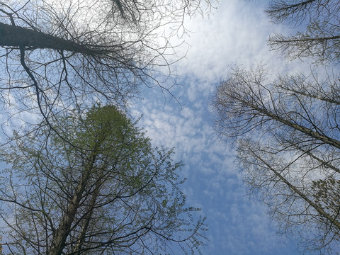 天空树木树枝