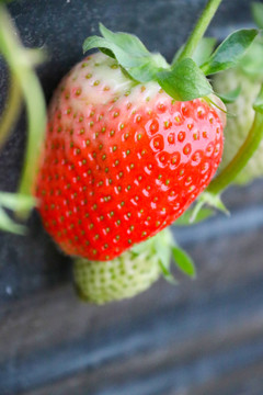 草莓采摘