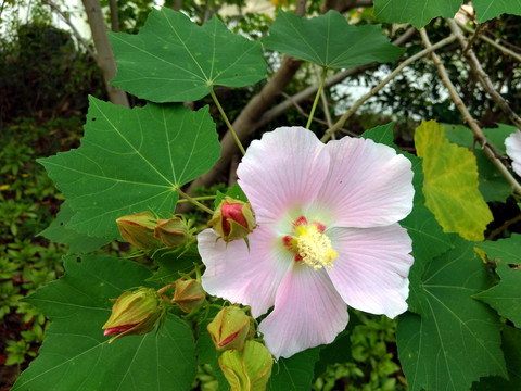 木芙蓉花