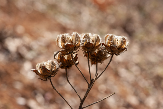 木槿花果