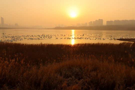 天鹅湖早晨