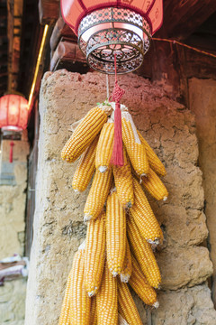 悬挂的玉米种子