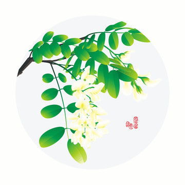 手绘槐花