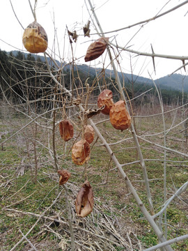 干枯的野喜瓜