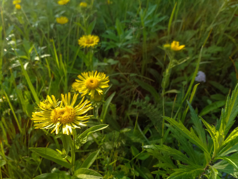 菊科黄色小野花