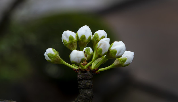春天的李子花