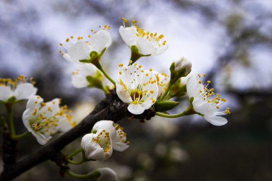 李子花