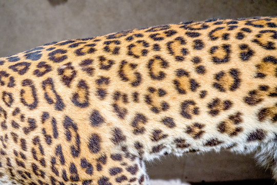 豹纹
