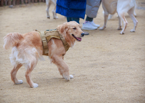 金毛犬