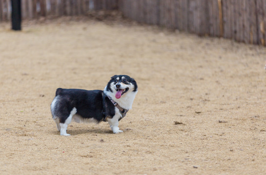 柯基犬