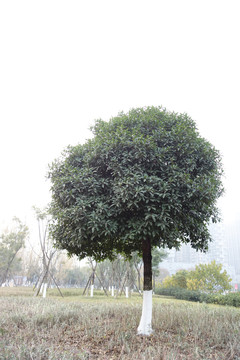 桂花树