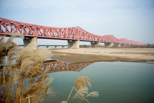 郑焦城际铁路黄河大桥芦苇
