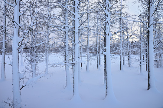 雪景