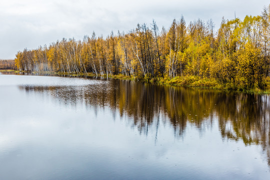 河流岸边秋季树林