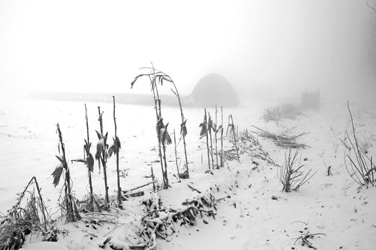 大雾中积雪覆盖的田野