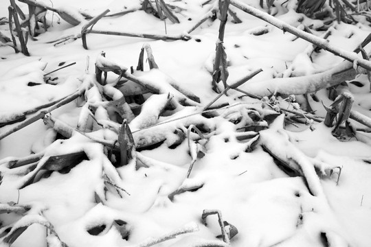 大雾中积雪覆盖的田野