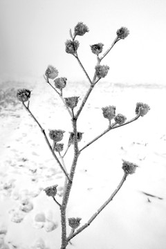 大雾中积雪覆盖的田野