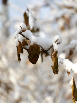 雪枝