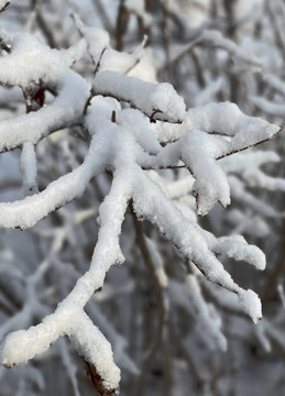 雪枝