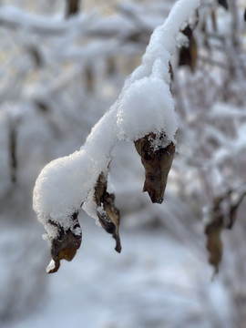 雪枝