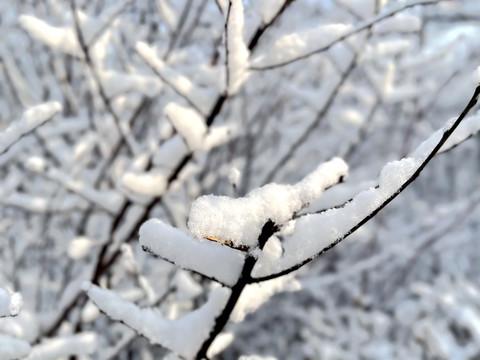 雪枝