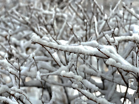 雪枝