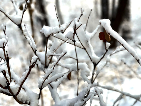 雪枝