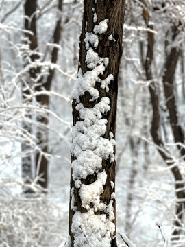 雪树