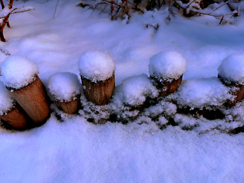 冬雪