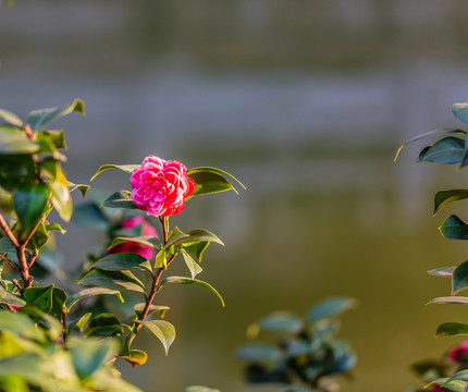 山茶花