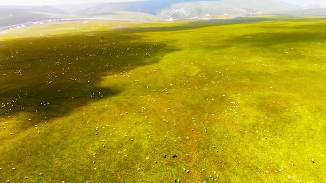内蒙古高原草原羊群畜牧航拍