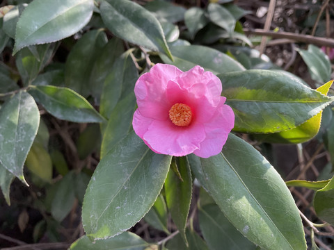 山茶花
