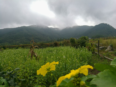 田园风光