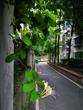 金银花