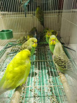 鹦鹉开会