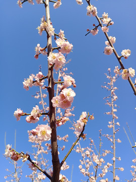 宫粉梅花