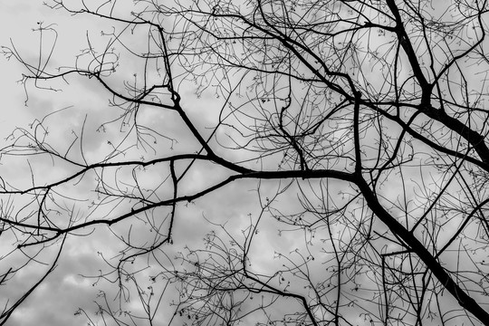 抽象黑白枯树枝