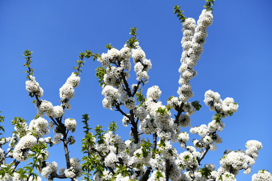 大樱桃花