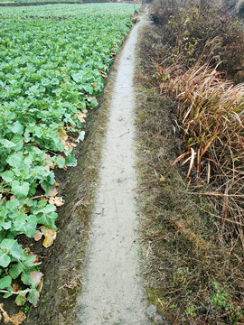 田埂道路