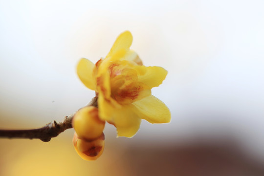 蜡梅花开