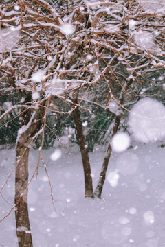 大雪中的树木
