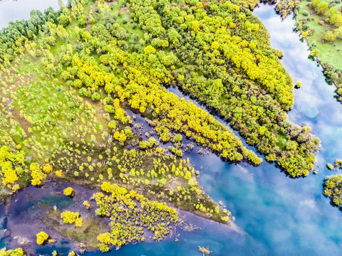 无人机航拍湿地植被森林